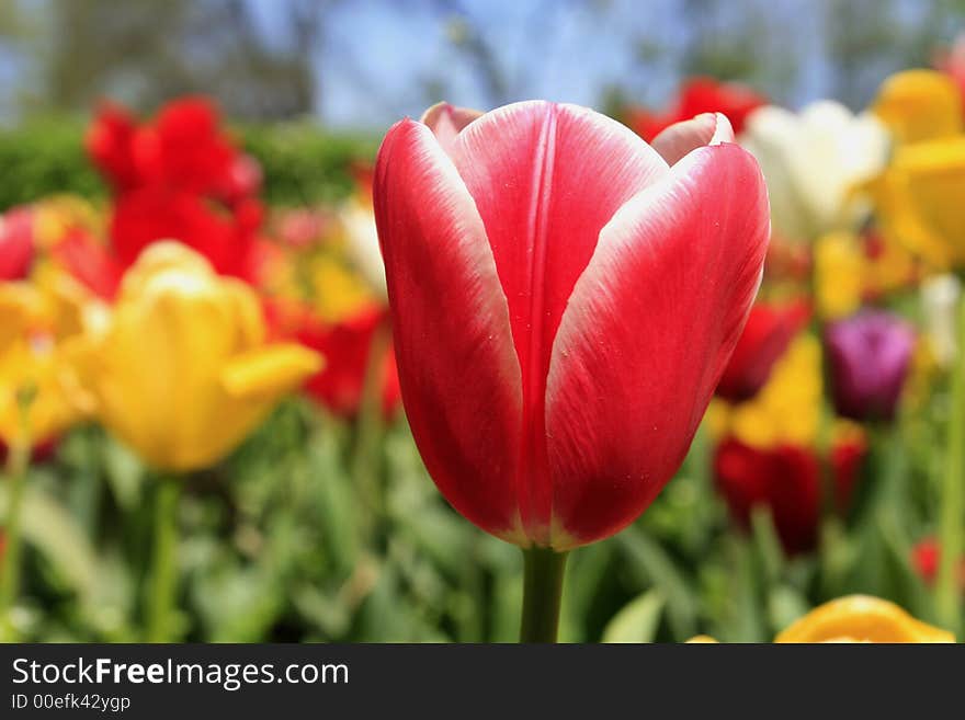 Tulip macro