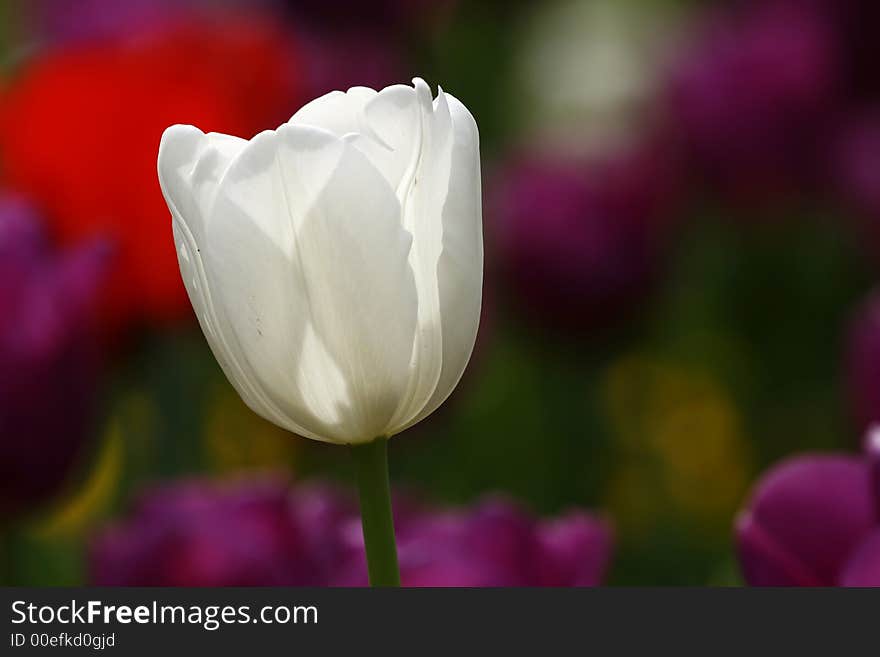 White tulip