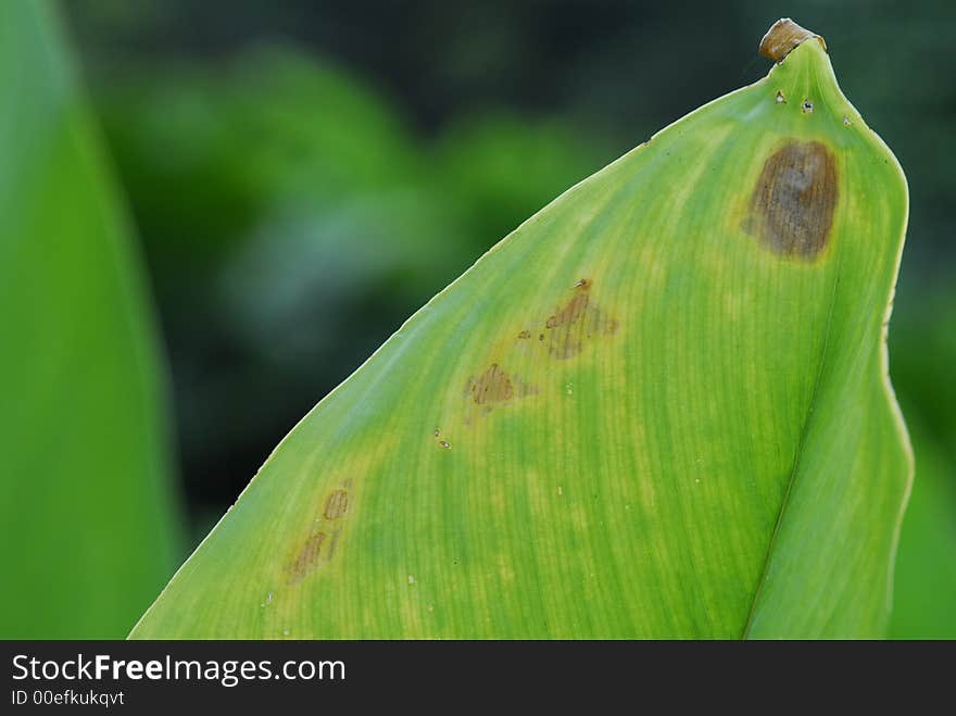 A big green leaf in the gardens