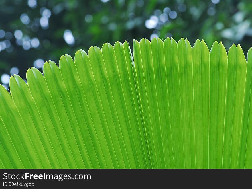 Big green leaf in the gardens