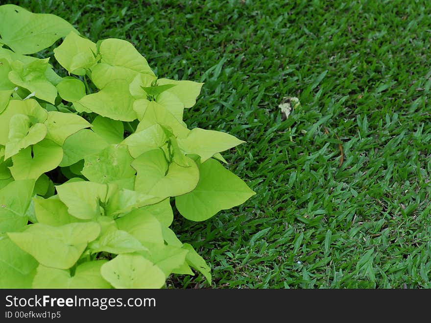 Green leaf and grass in the parks. Green leaf and grass in the parks