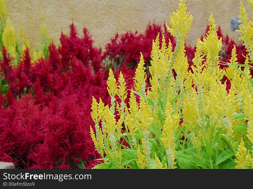 Colorful cat's tail flowers in the gardens