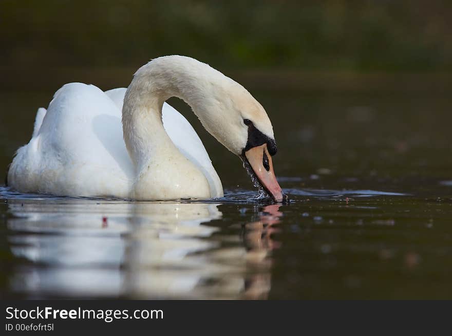 Close-up of a beautiful swan