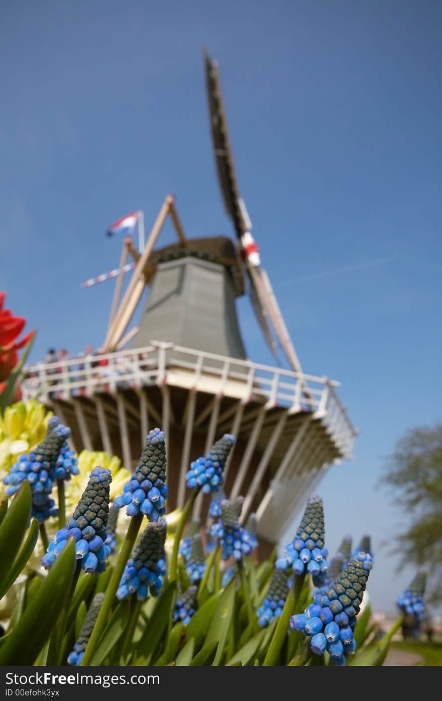 Dutch windmill and colorful flowers (only flowers in focus!)!)