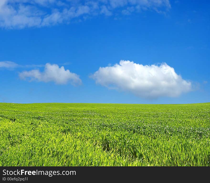 Wheat field over blue sky