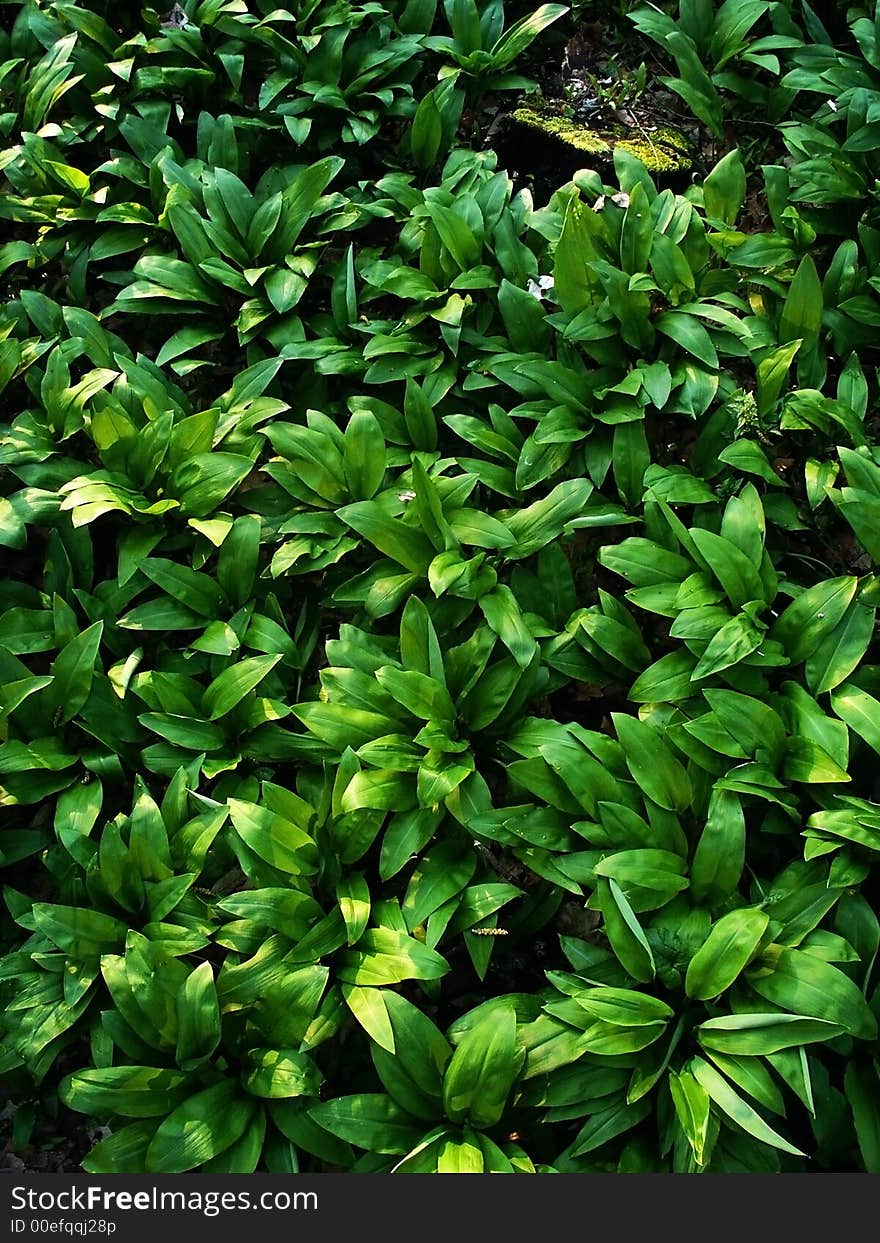 Forest flower leaves on ground