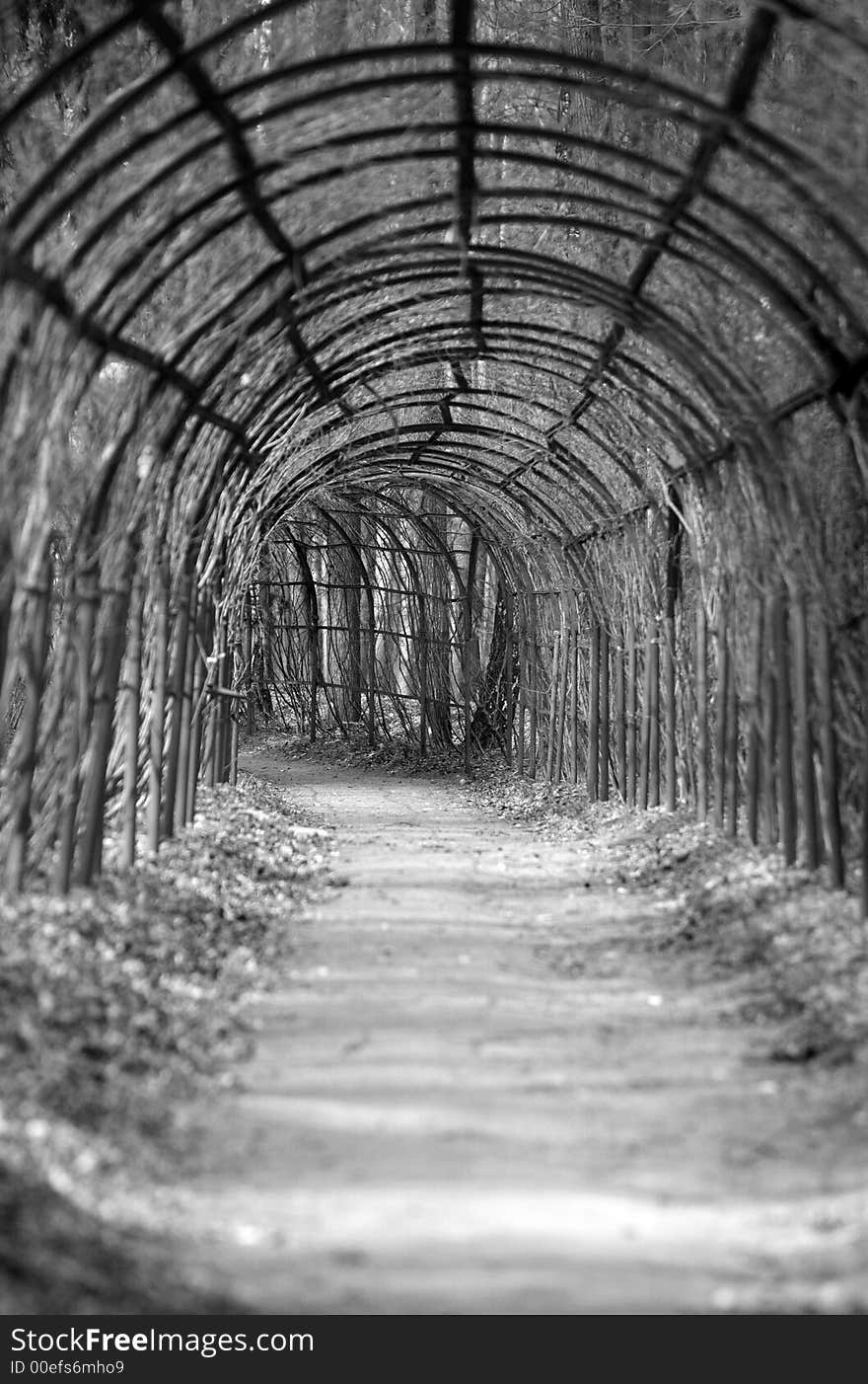 Arch In Park