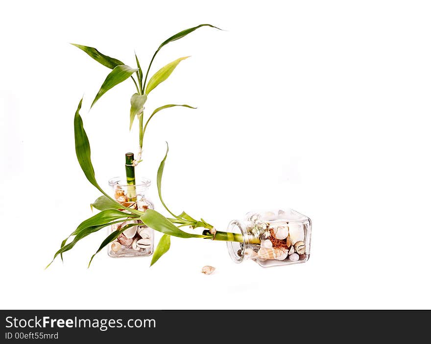 Bamboo in glass whit shells on white background