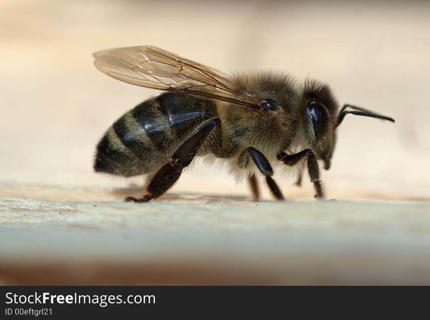 Detail (close-up) of a honey-bee. Detail (close-up) of a honey-bee