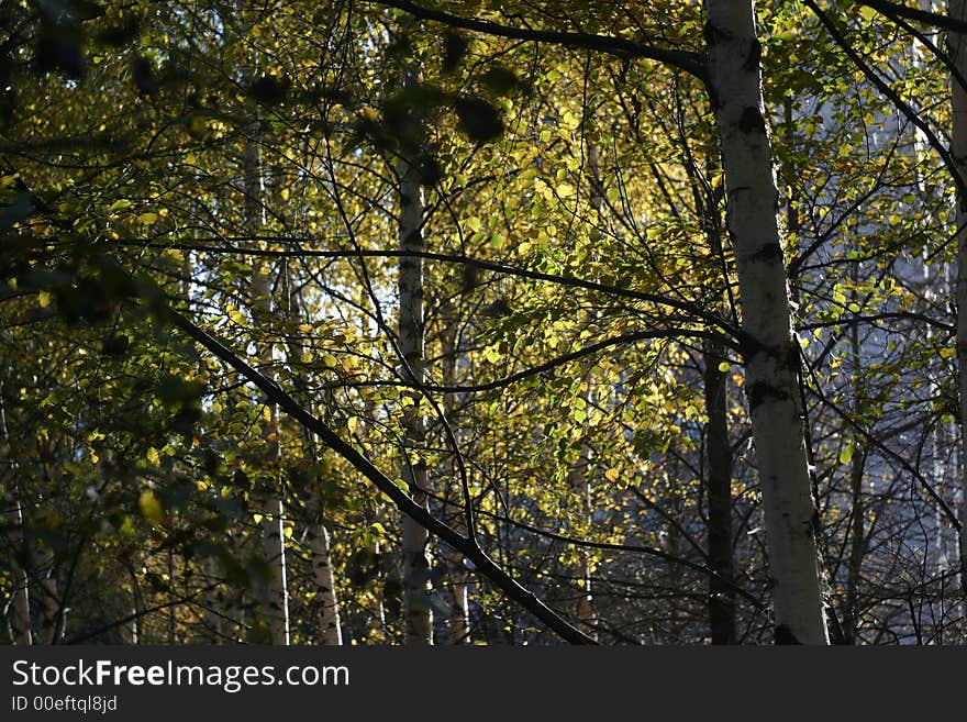 Early sping in hardwood forest under sunshine. Early sping in hardwood forest under sunshine