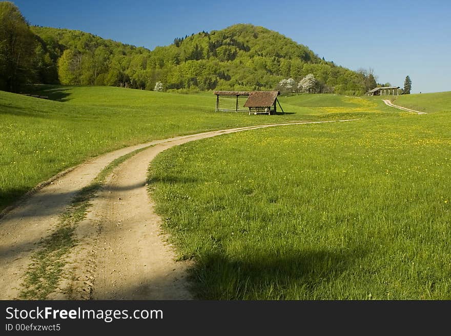 Country road with yellow flowers and blue sky