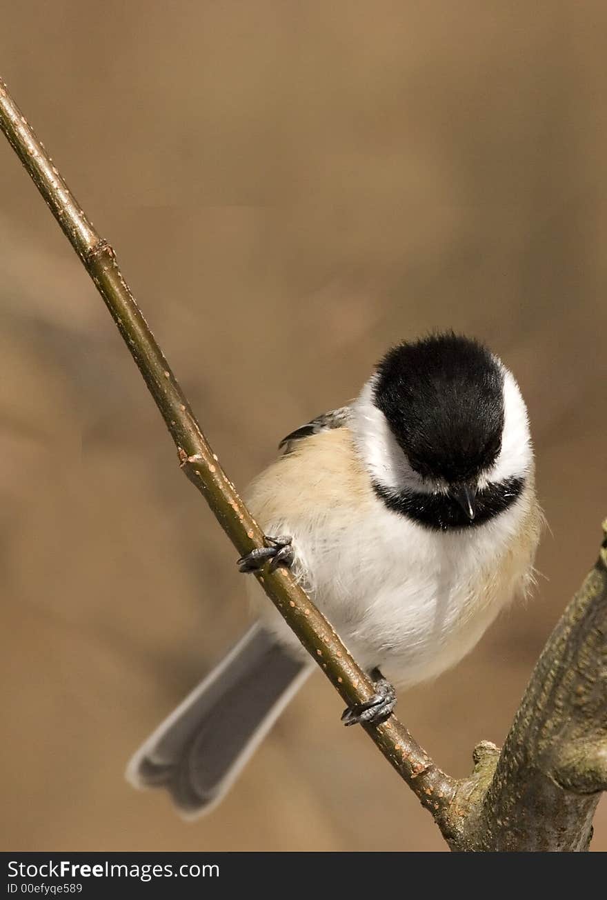 A sad and lonely little chickadee with a hanging head. A sad and lonely little chickadee with a hanging head