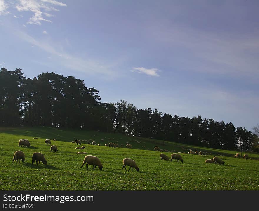 Sheep below the forest