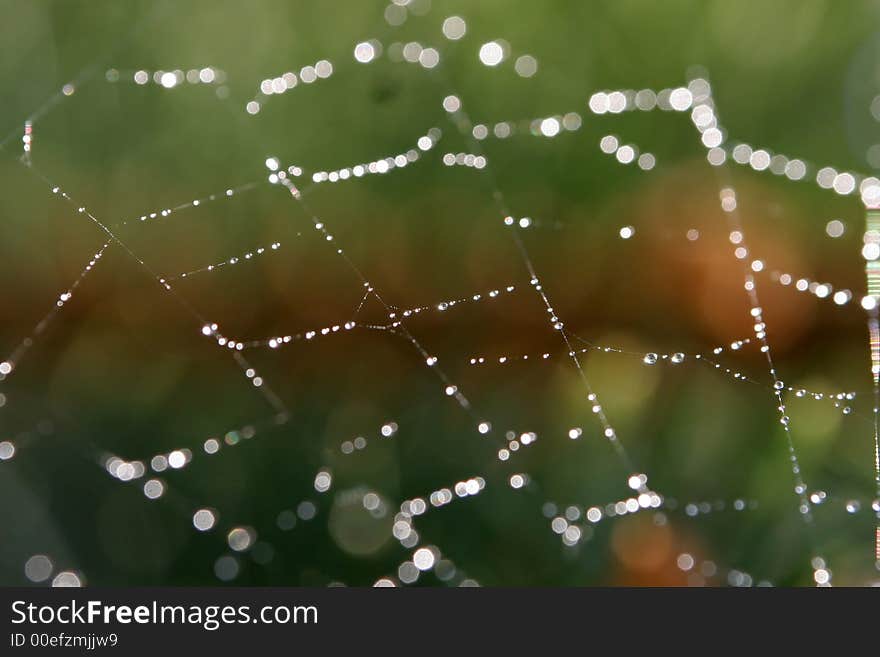 Drops of water on cobweb in the rainy day