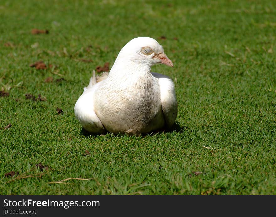 Resting White Dove