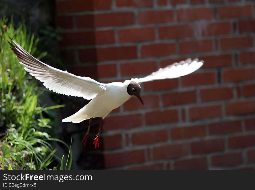 A small seagull flaying near the house