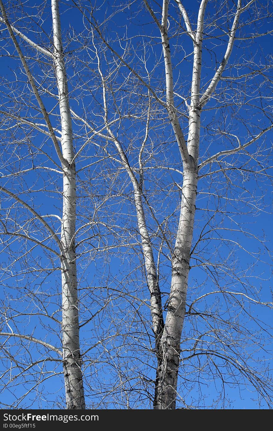 Aspen Trees In Spring