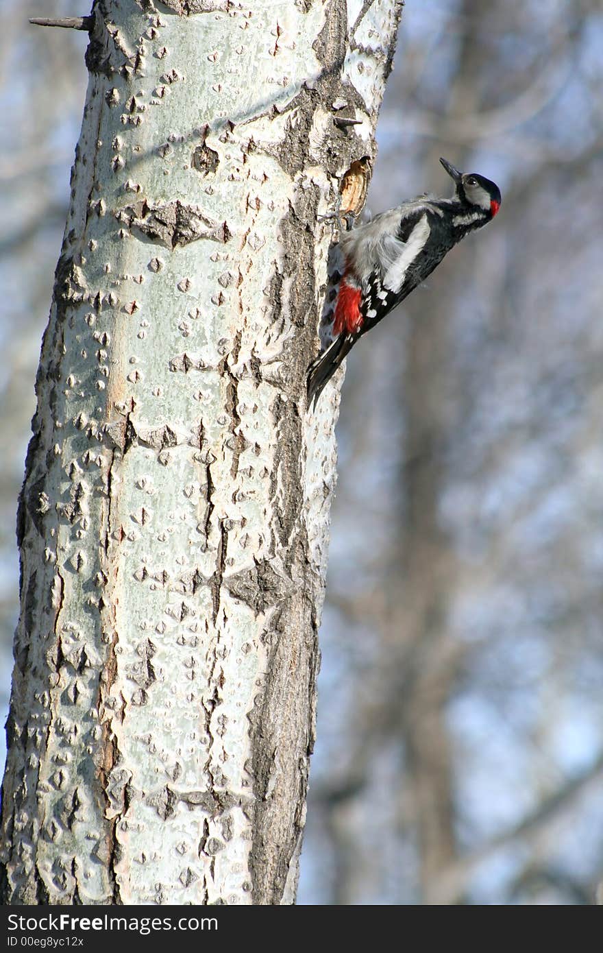 Woodpecker