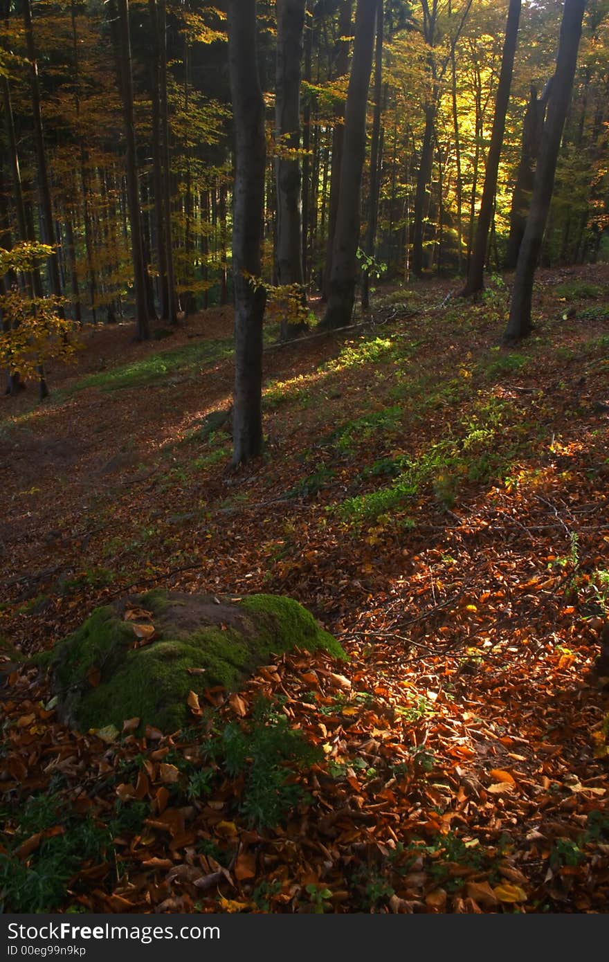 Autumn forest with colour leaves