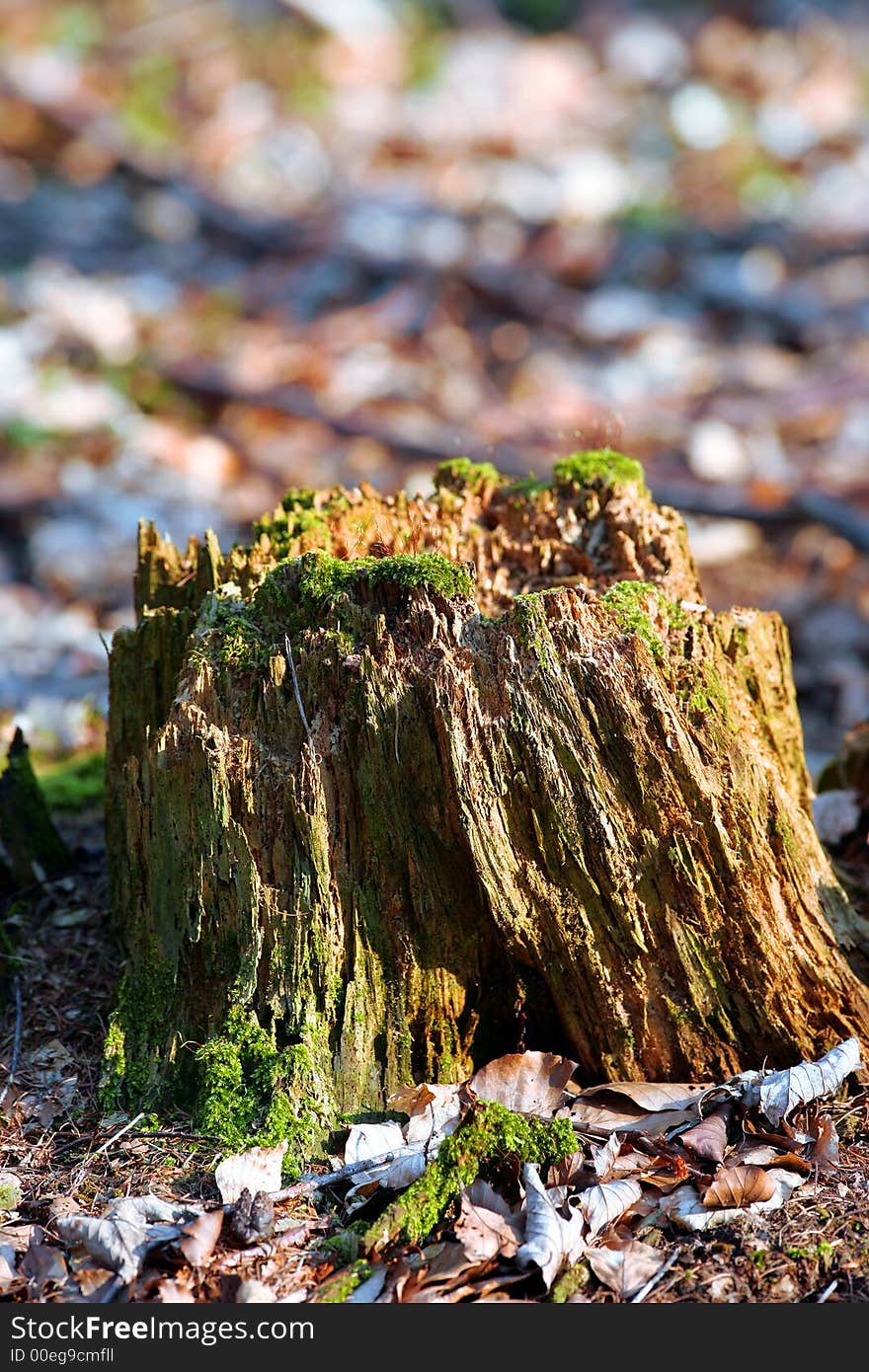Photo of old stump in the forest