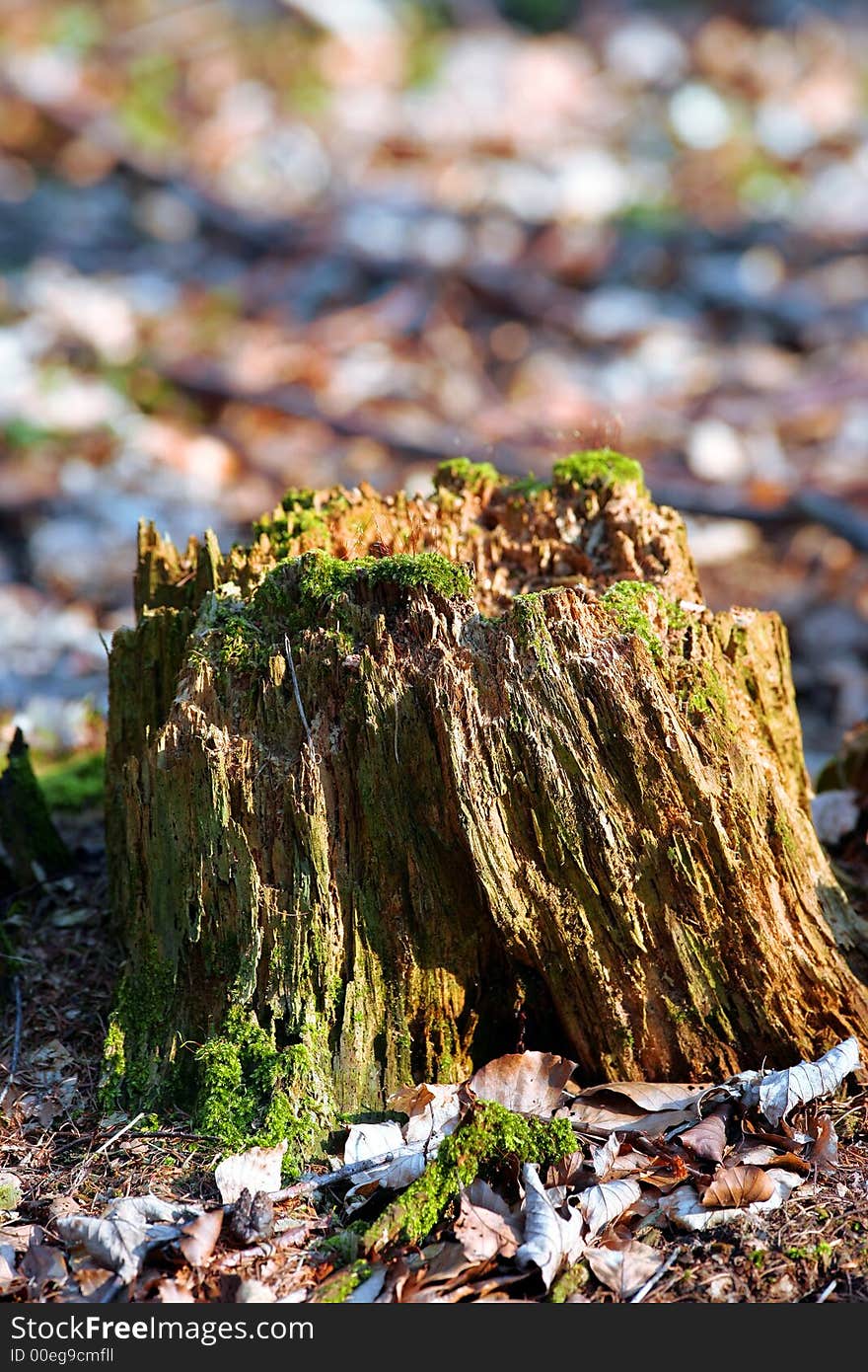 Old stump