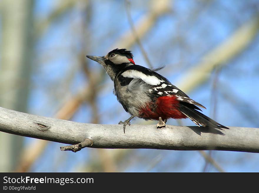 Woodpecker