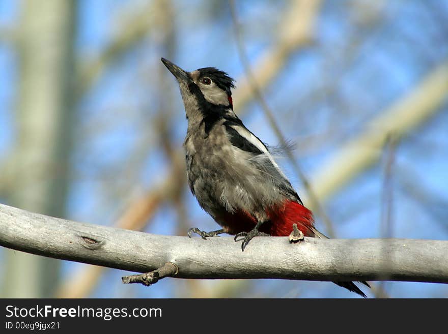 Woodpecker