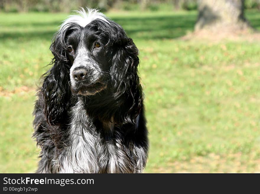 A young female English Springer Spaniel.