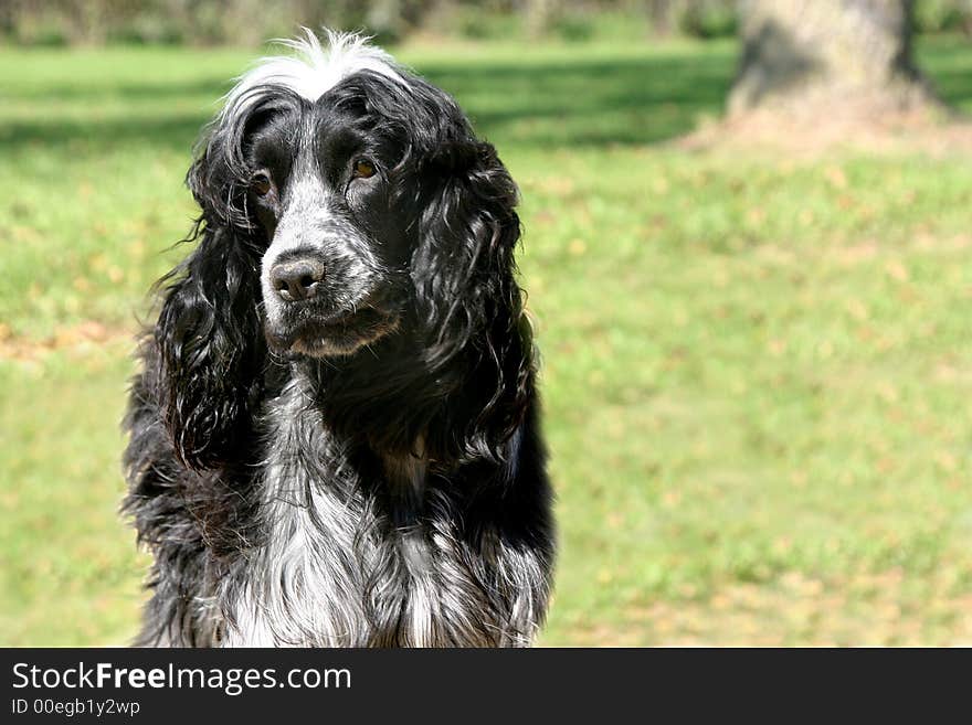 English Springer Spaniel