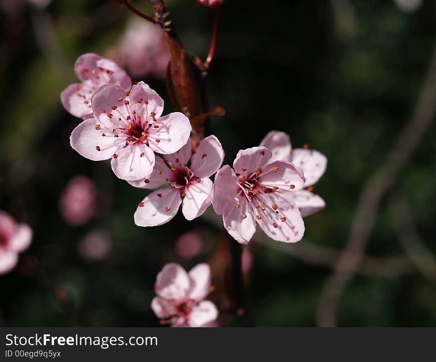 Prune blossom