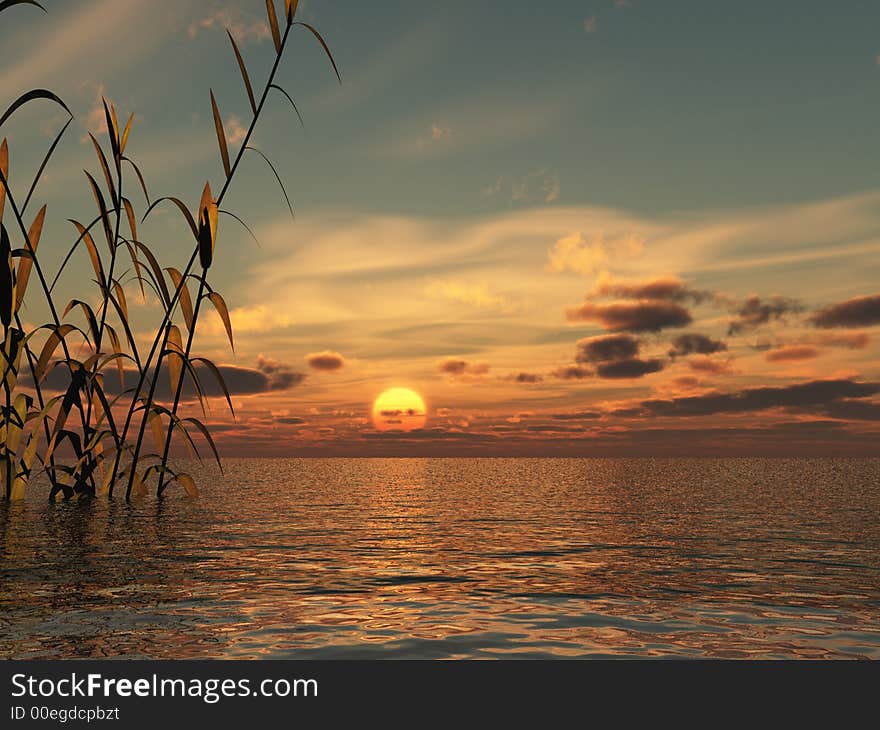 Water plants at sunset -  3D scene. Water plants at sunset -  3D scene.