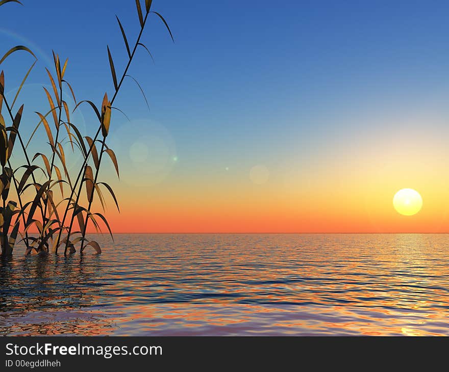 Water plants at sunset -  3D scene. Water plants at sunset -  3D scene.