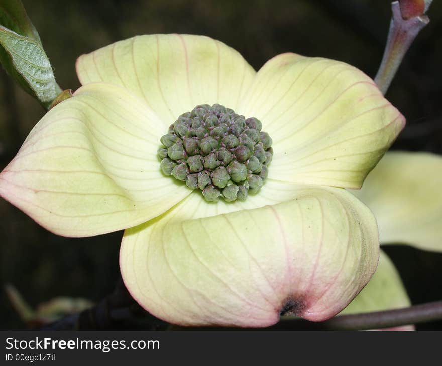 White and light green blossom of a cronus variety. White and light green blossom of a cronus variety