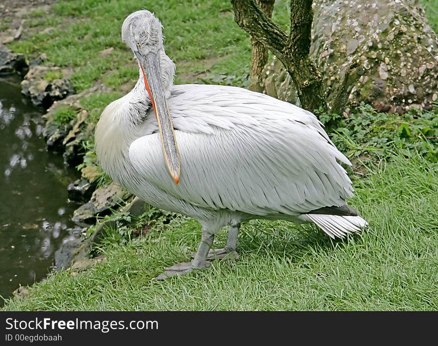 Portrait of Nice Dalmatian Pelican. Portrait of Nice Dalmatian Pelican