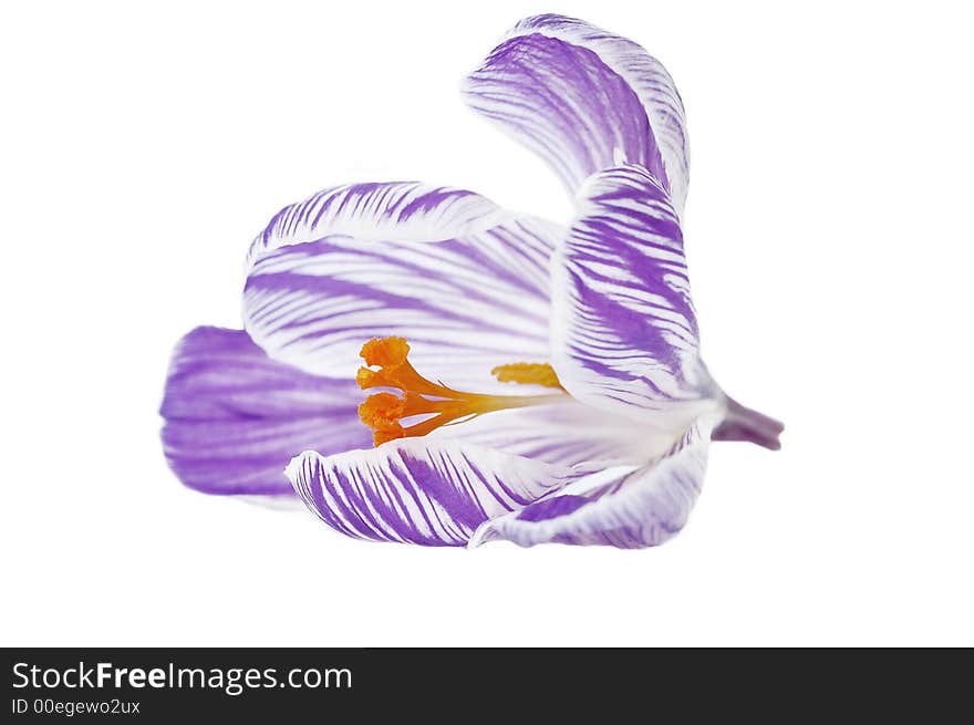 A pretty purple and white crocus bud, photographed on white.