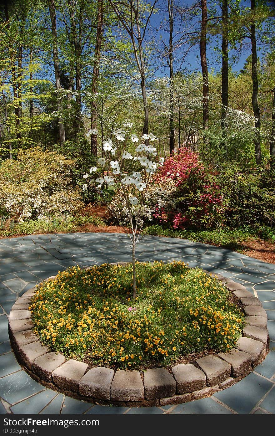 Dogwood tree in bloom in a public park setting. The photograph was shot during the springtime in North Carolina. Dogwood tree in bloom in a public park setting. The photograph was shot during the springtime in North Carolina.