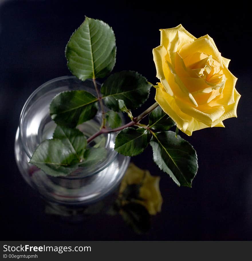 Single yellow rose in vase over dark background