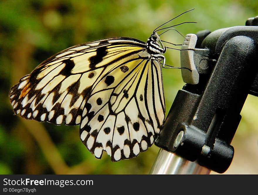 Butterfly on the tripod