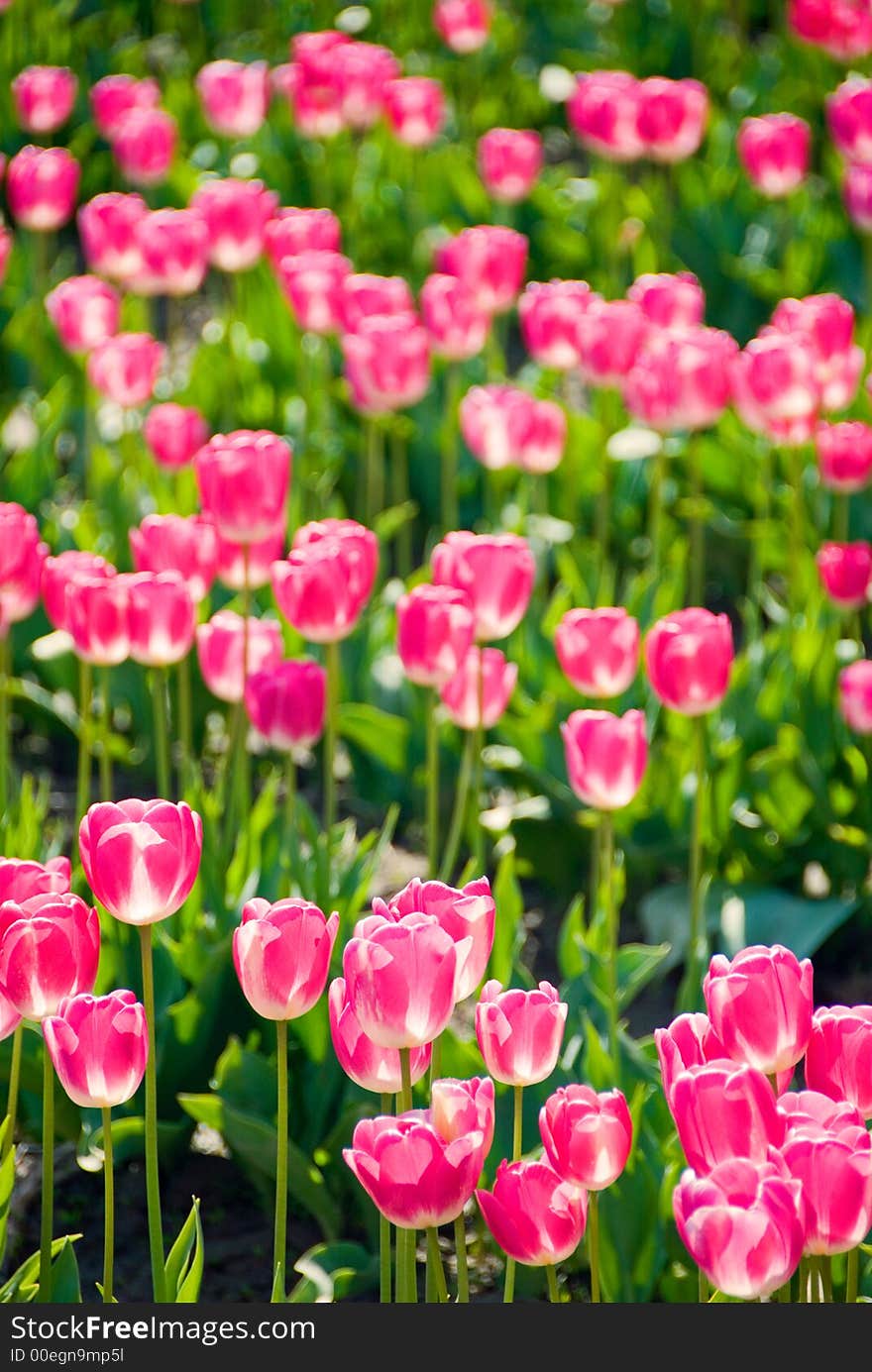 Pink tulips in the sun in Skagit Valley, WA