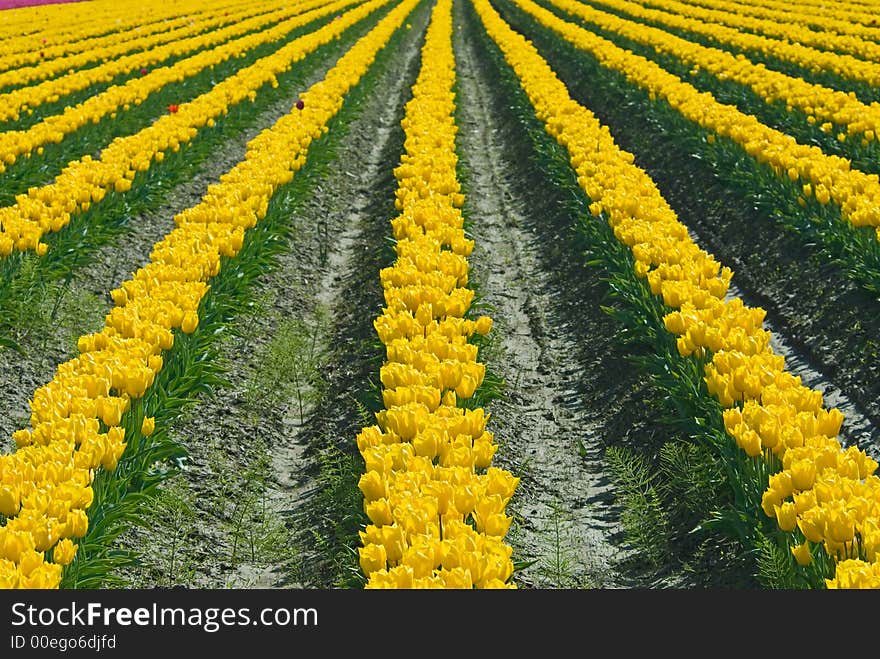 Rows of endless yellow tulips in Skagit Valley, WA