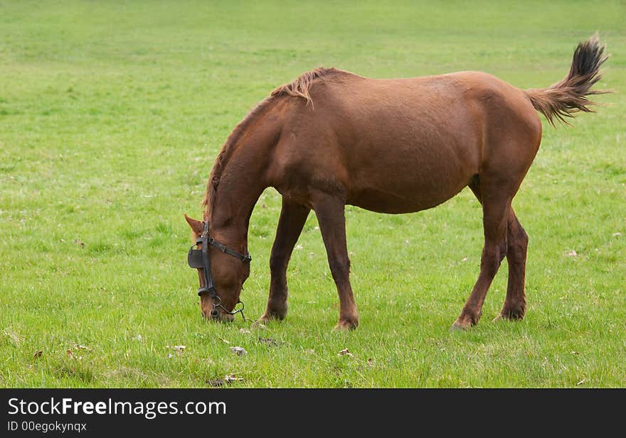 Grazing horse