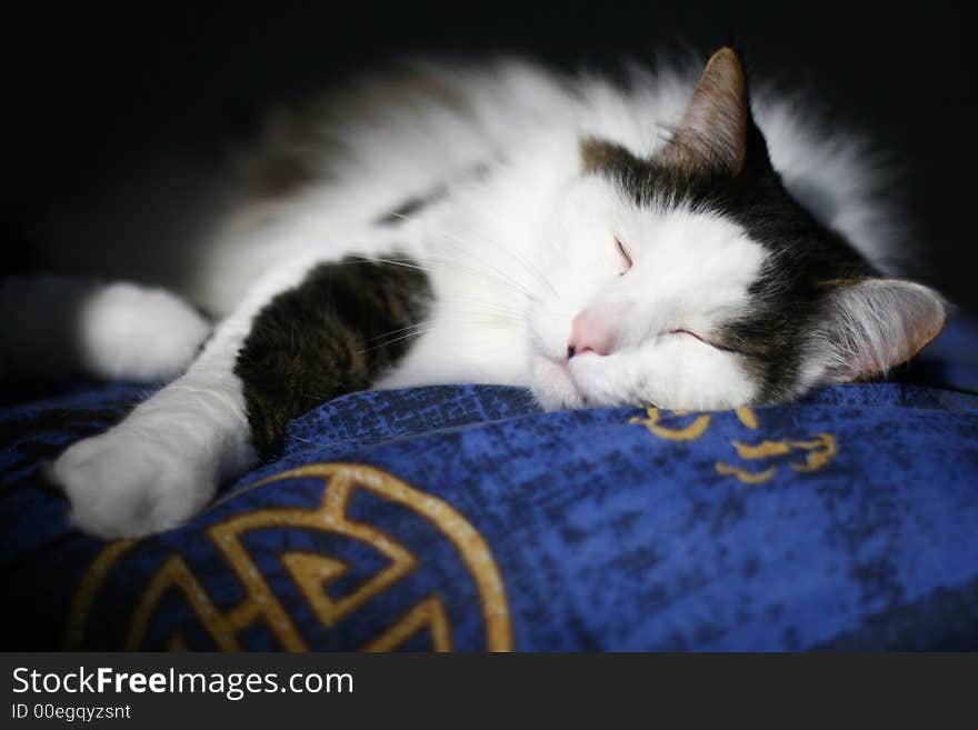 A cat lounging asleep on a bed. A cat lounging asleep on a bed