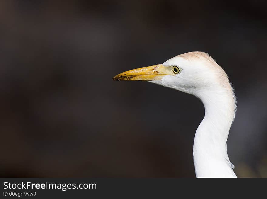 Egret