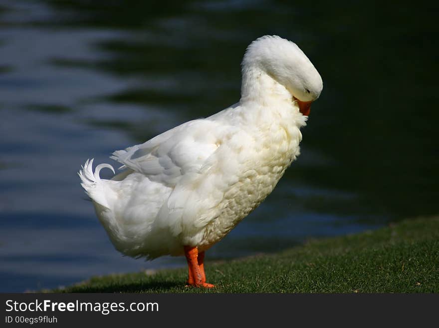 A white duck preens it feathers. A white duck preens it feathers.