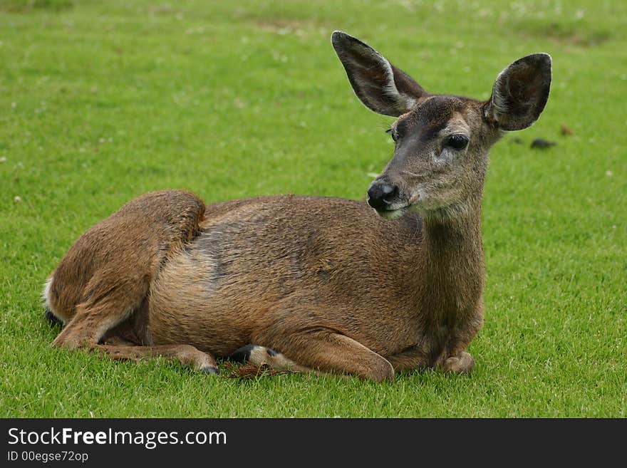 A Doe rest on the grass in Pacific Grove, California. A Doe rest on the grass in Pacific Grove, California