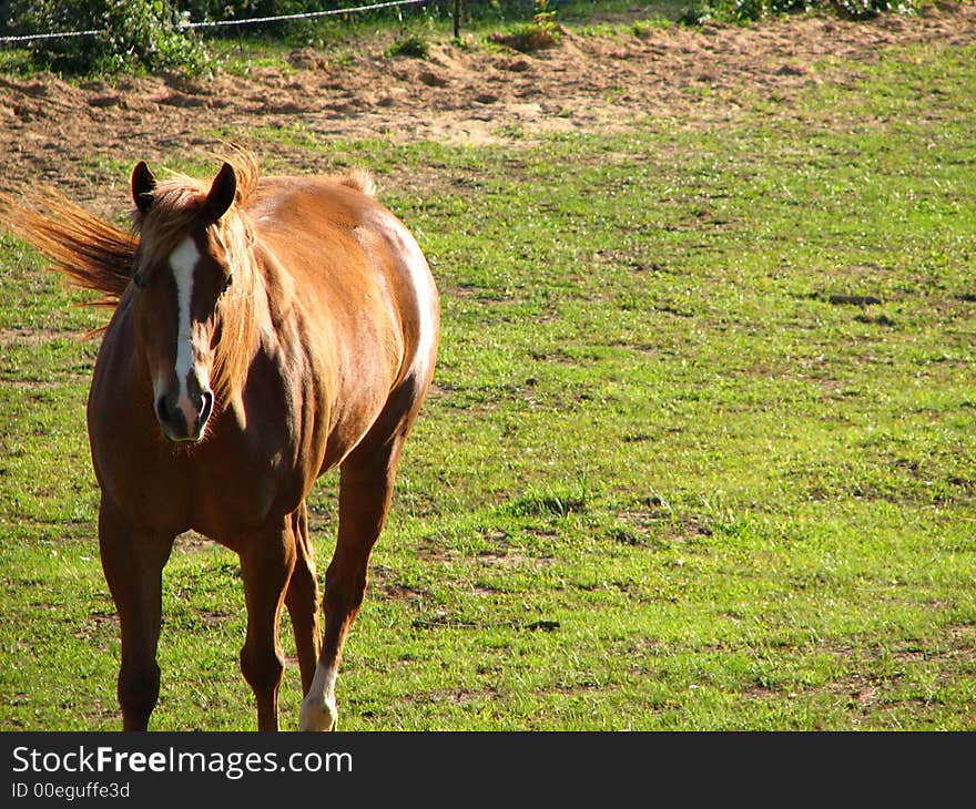 A beautiful brown and white horse, walking in a field. A beautiful brown and white horse, walking in a field.