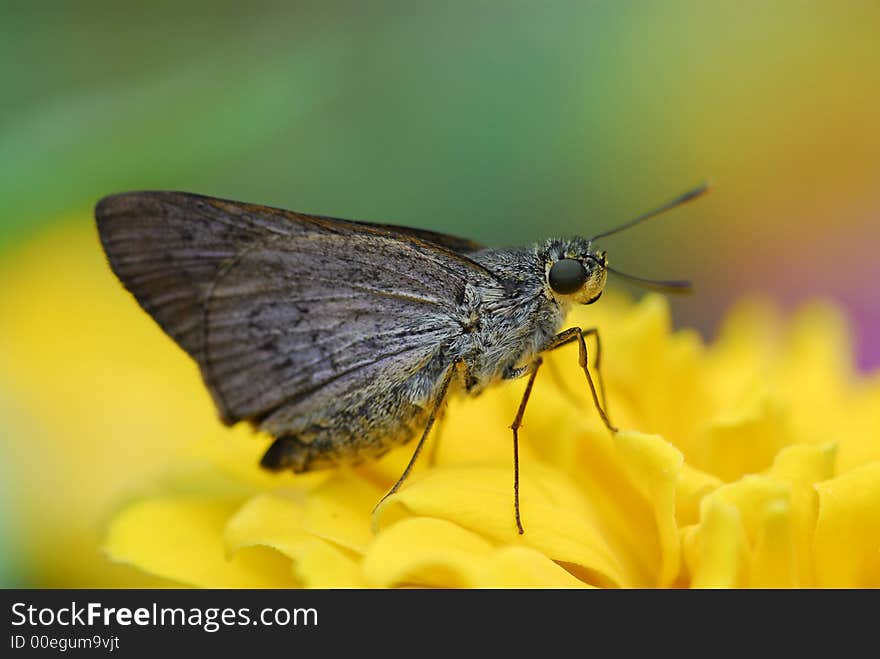 Nature Insect Moth