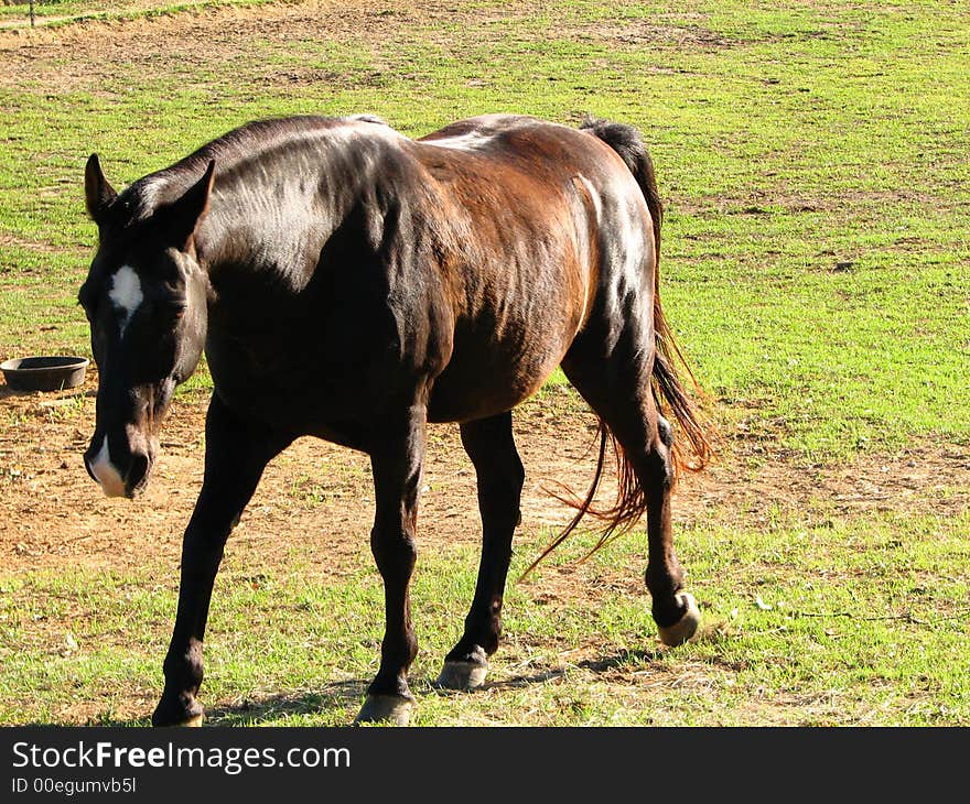 A beautiful dark brown and white horse, walking in a field. A beautiful dark brown and white horse, walking in a field.