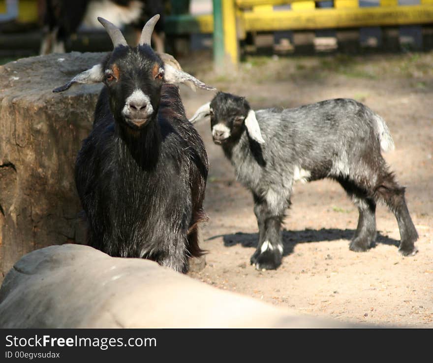 Some mother and child Goat. Some mother and child Goat