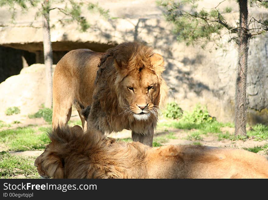 Lion and lioness in love